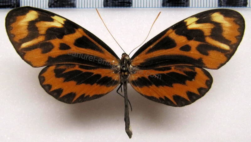 mechanitis_polymnia_dorissides_f03_perou-standard-84hwf2.jpg