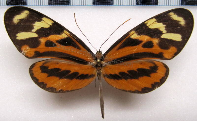 mechanitis_polymnia_dorissides_f_col-standard.jpg