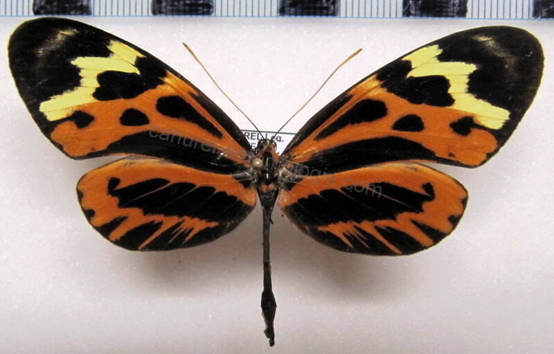 mechanitis_polymnia_dorissides_f_eq-standard.jpg