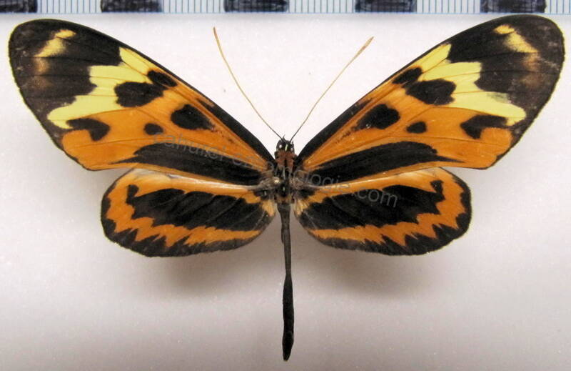 mechanitis_polymnia_dorissides_m02_perou-standard.jpg