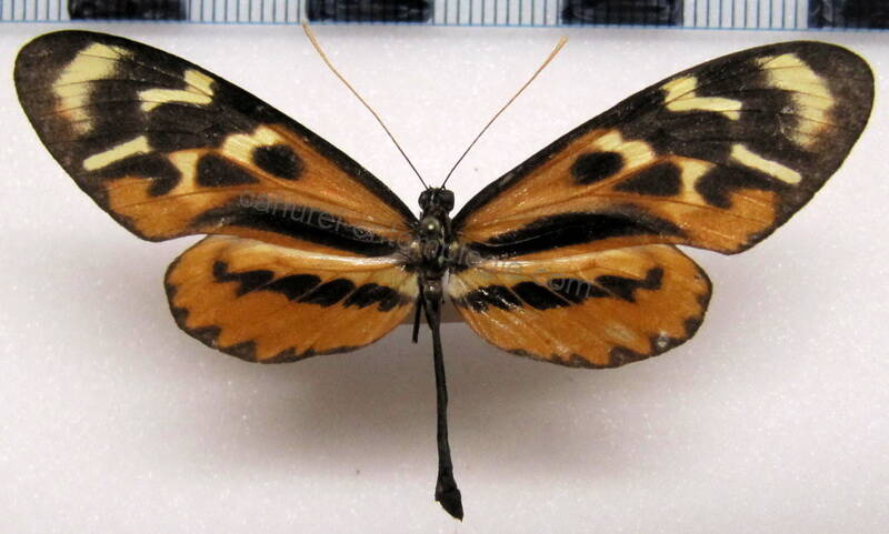 mechanitis_polymnia_dorissides_m03_perou-standard.jpg