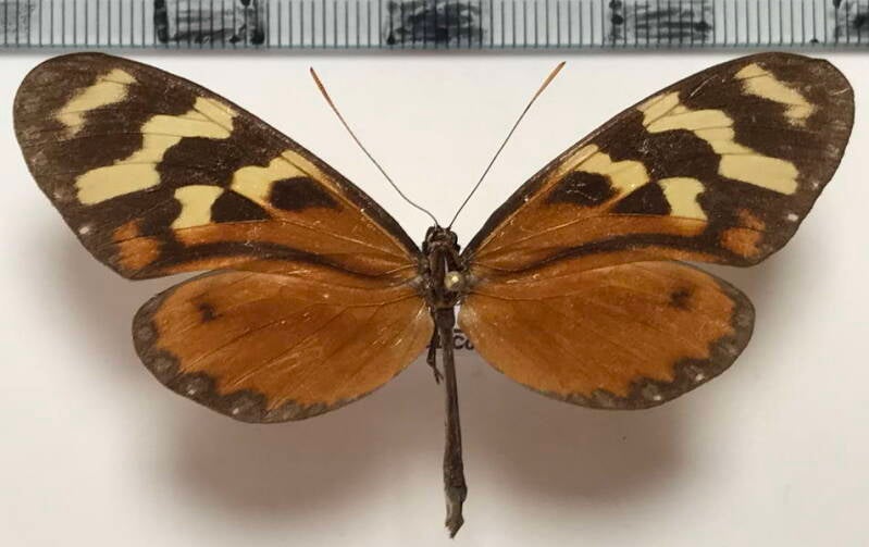 mechanitis_polymnia_isthmia_f_cr-standard.jpg