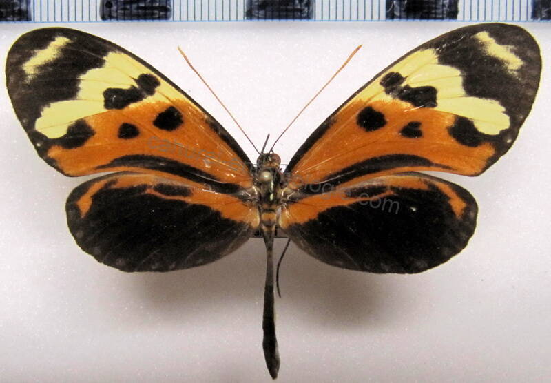mechanitis_polymnia_polymnia_f02_gf-standard.jpg