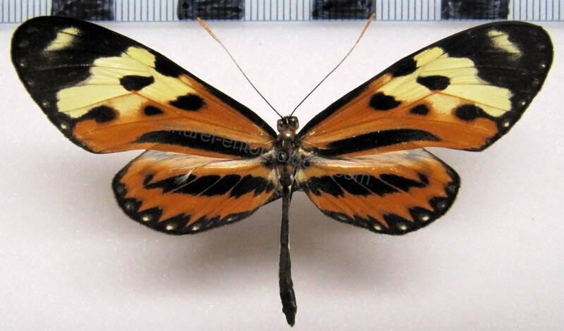 mechanitis_polymnia_polymnia_m01_gf-standard.jpg