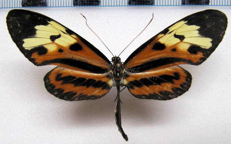 mechanitis_polymnia_polymnia_m02_gf-standard.jpg
