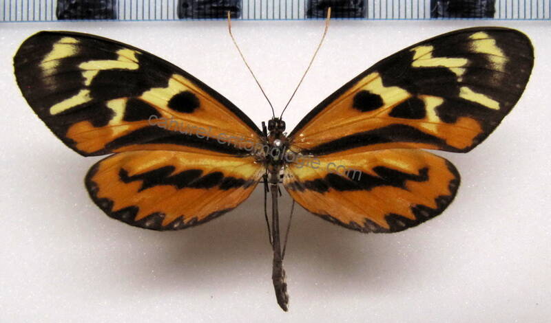 mechanitis_polymnia_proceriformis_f_perou-standard.jpg