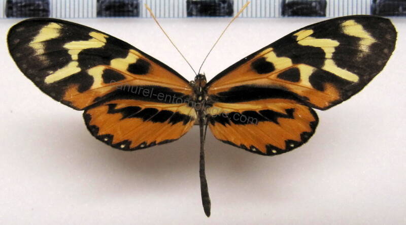 mechanitis_polymnia_proceriformis_m_perou-standard.jpg