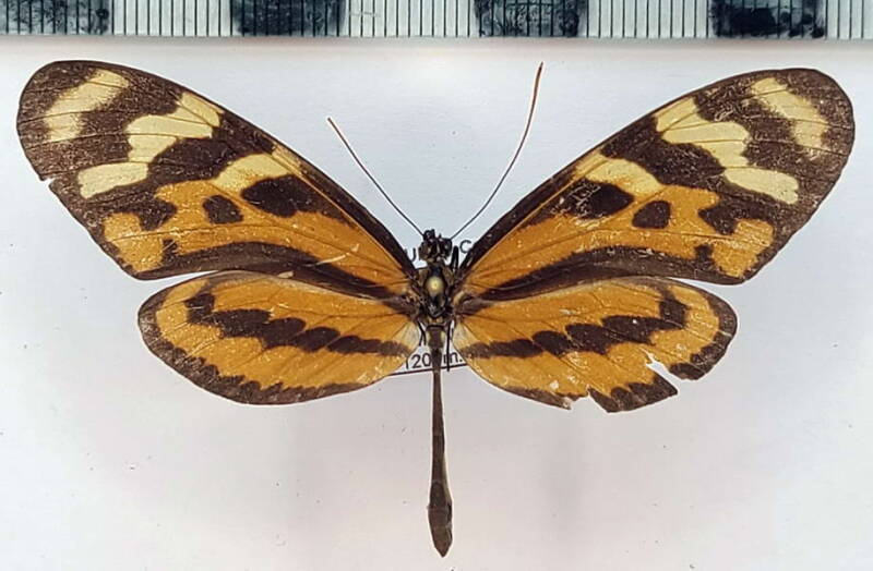 mechanitis_polymnia_veratibilis_f_vnz-standard.jpg