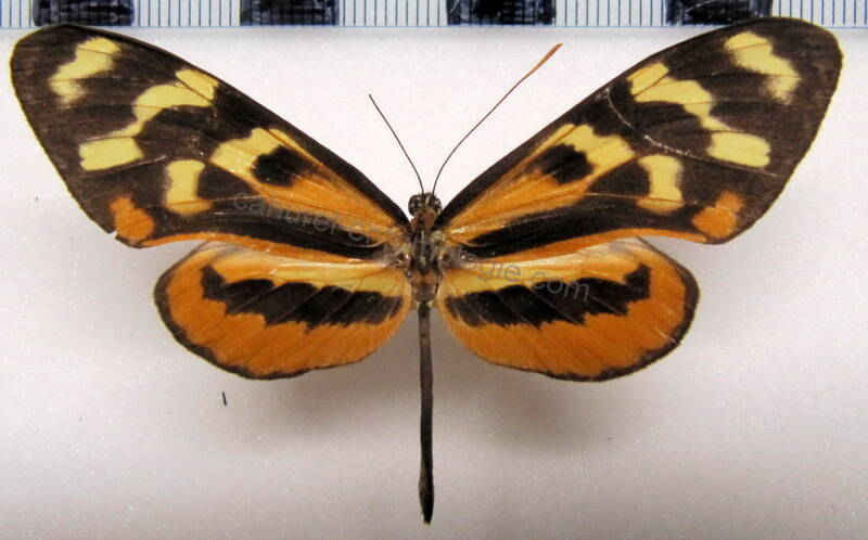 mechanitis_polymnia_veritabilis_m_mex-standard.jpg