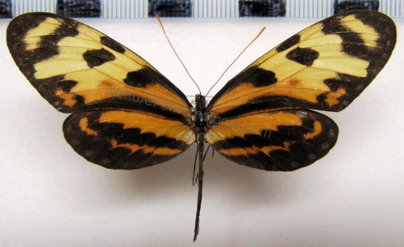 mechanitis_polymnia_wernery_f02_bol-standard.jpg