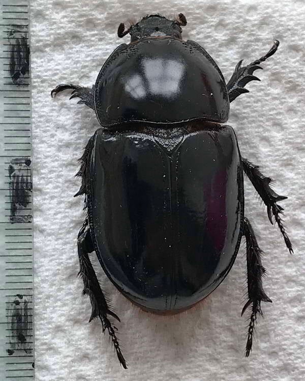 megaceras_jason_f_Equateur