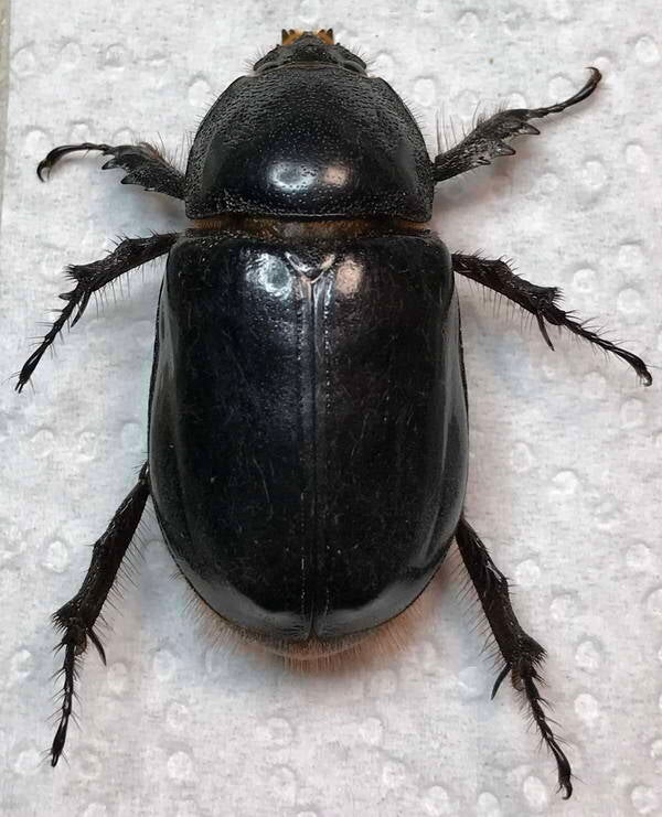 megaceras_jason_f_Equateur