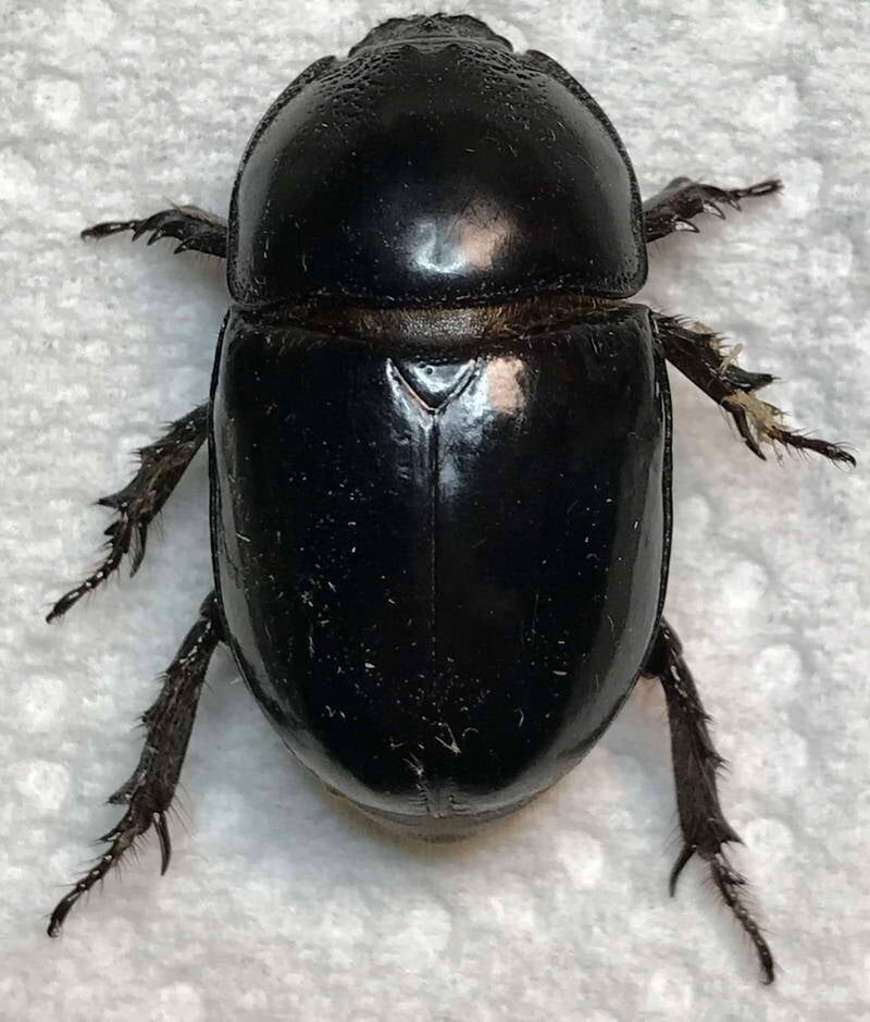 megaceras_remus_f_Guyane fr