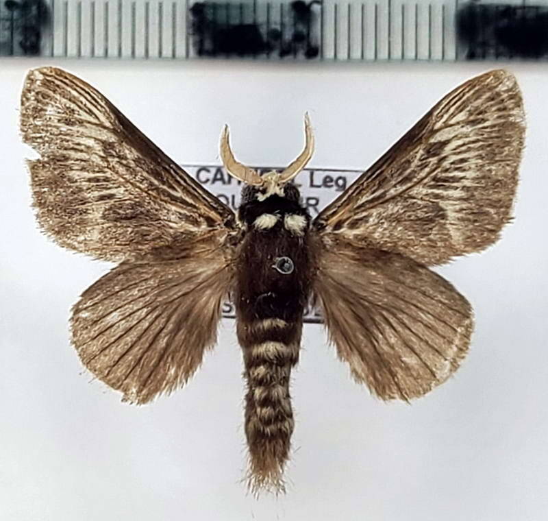 megalopyge_albicollis_m02_eq-standard.jpg