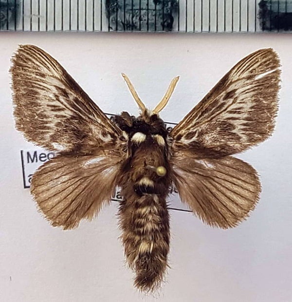 Megalopyge albicollis mâle Equateur