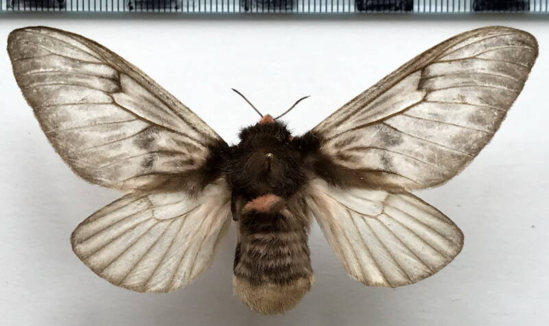 megalopyge_lanata_f01_gf-standard.jpg