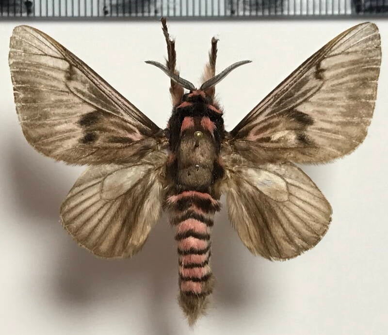 megalopyge_lanata_m_eq-standard.jpg