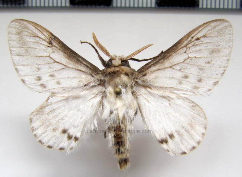 megalopygidae_sp178_gf-standard.jpg
