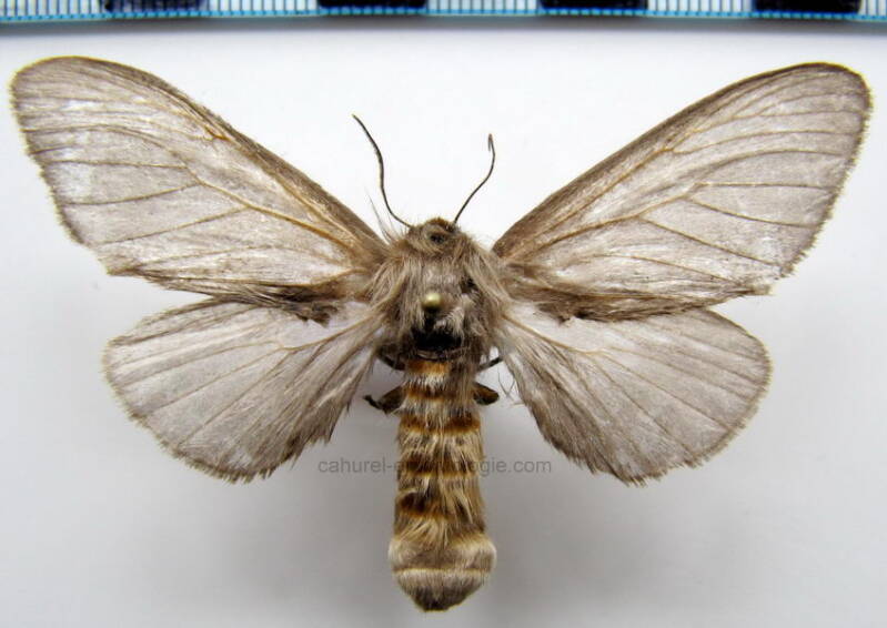 megalopygidae_sp199_gf-standard.jpg
