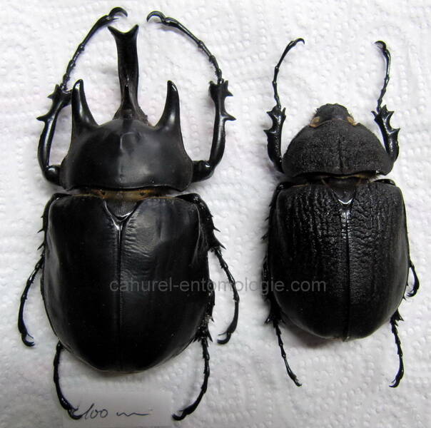 Megasoma acteon couple Guyane fr