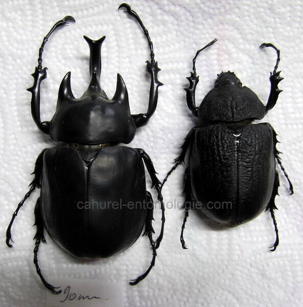 megasoma_acteon_couple_Guyane fr