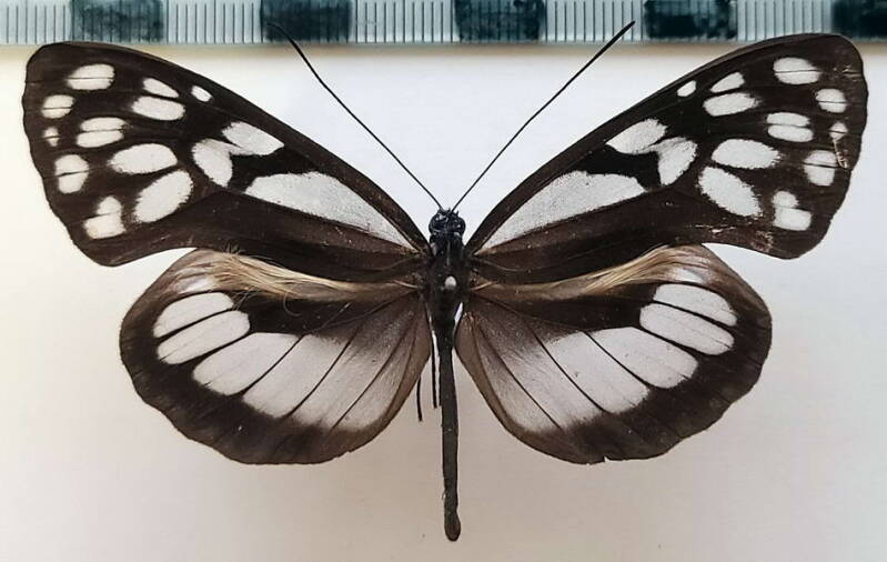 megoleria_orestilla_polymacula_m_Pérou