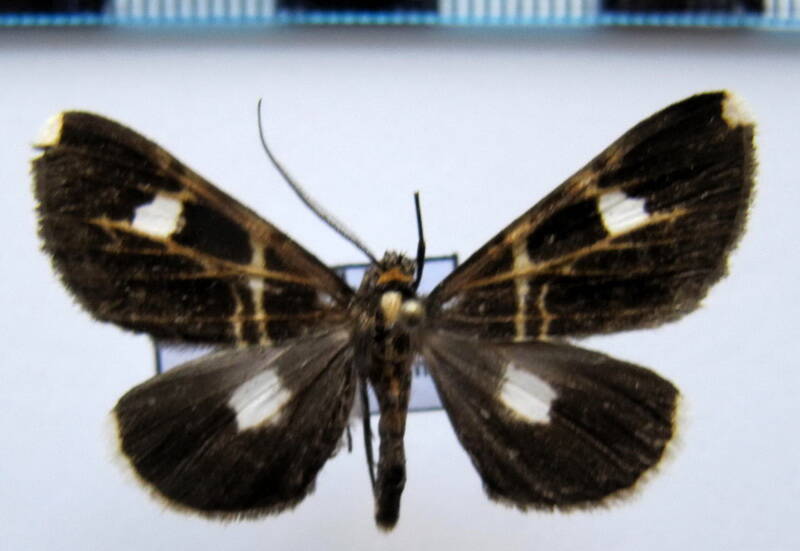 melanoscia_sp01_eq-standard.jpg