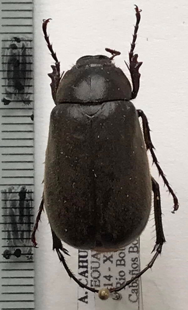 meleolonthinae_sp-Equateur