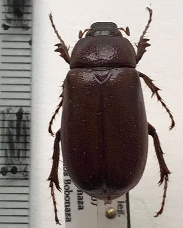 meleolonthinae_sp-Equateur
