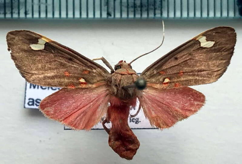 melese_asana_m_Costa Rica