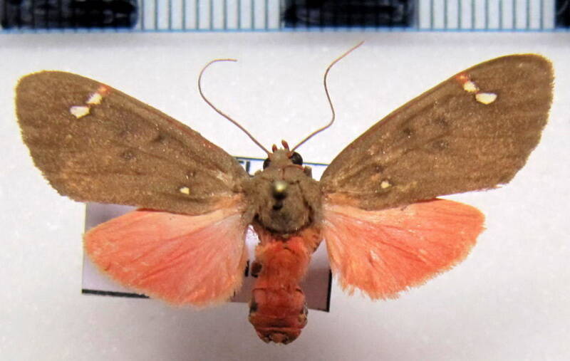 melese_endopyra_m02_eq-standard.jpg