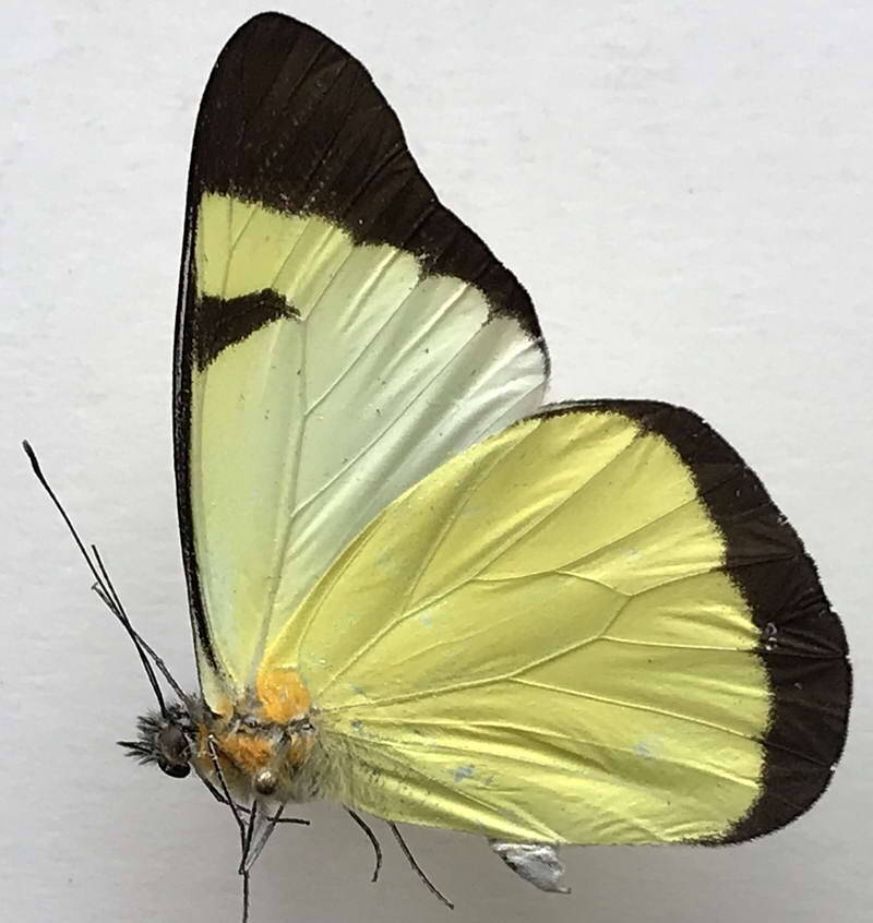 melete_lycimnia_aelia_m_eq_v-standard-kjobm1.jpg