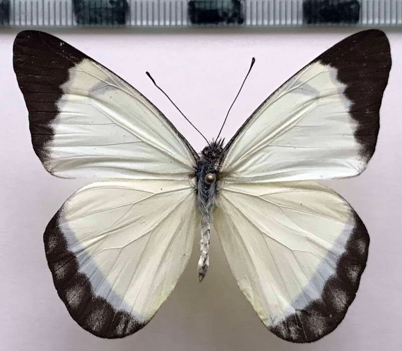 melete_lycimnia_napona_m05_eq-standard.jpg