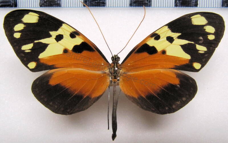 melinaea_idae_idae_f_perou-standard.jpg