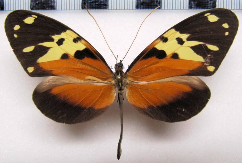 melinaea_idae_idae_m_col-standard.jpg