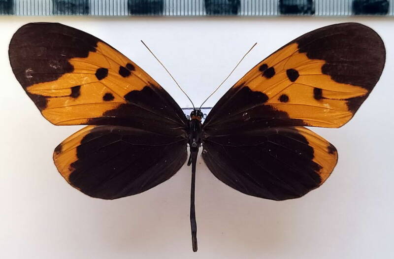 melinaea_isocomma_f02_per-standard.jpg