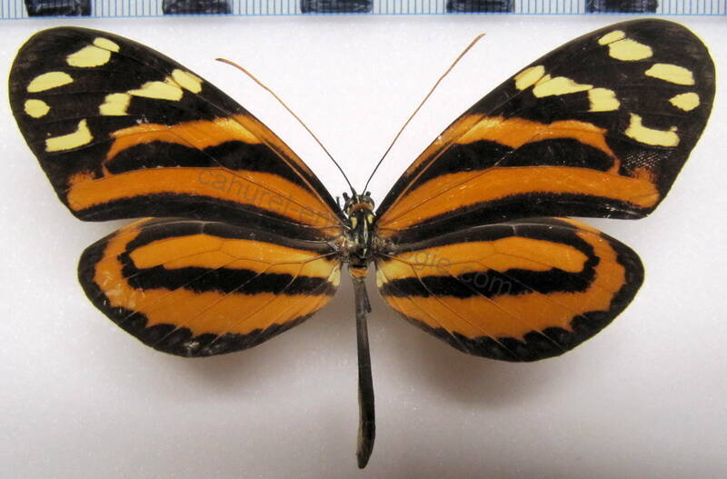 melinaea_lilis_imitata_f_costarica-standard.jpg
