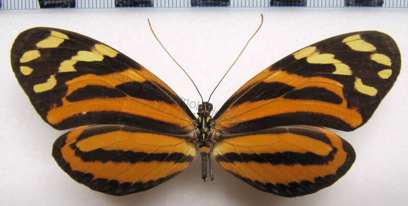 melinaea_lilis_imitata_f_mex-standard.jpg