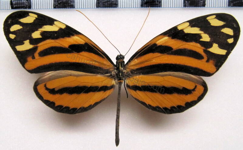 melinaea_lilis_imitata_m_mex-standard.jpg