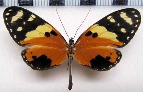 melinaea_ludovica_f_gf-standard.jpg