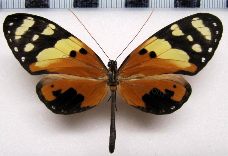 melinaea_ludovica_m01_gf-standard.jpg