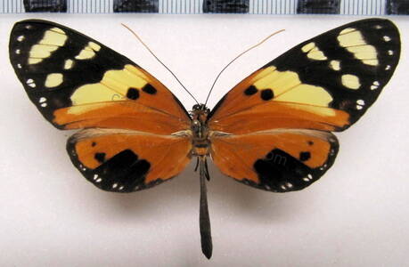 melinaea_ludovica_m02_gf-standard-gfo32y.jpg