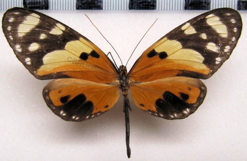 melinaea_ludovica_m_col-standard.jpg