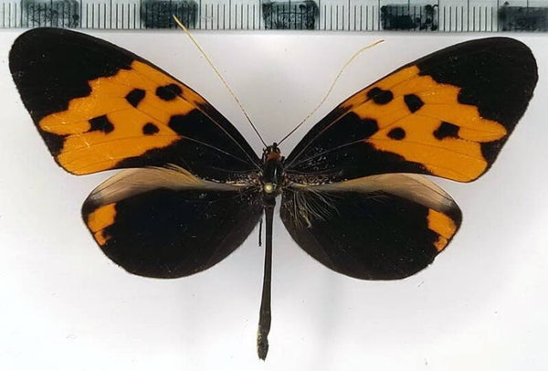 Melinaea marsaeus mothone mâle A1- Equateur