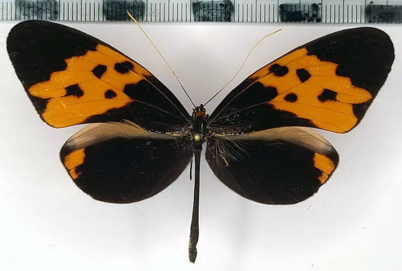 melinaea_marsaeus_mothone_m02_eq-standard.jpg