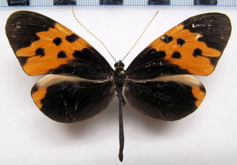 melinaea_marsaeus_mothone_m_eq-standard.jpg