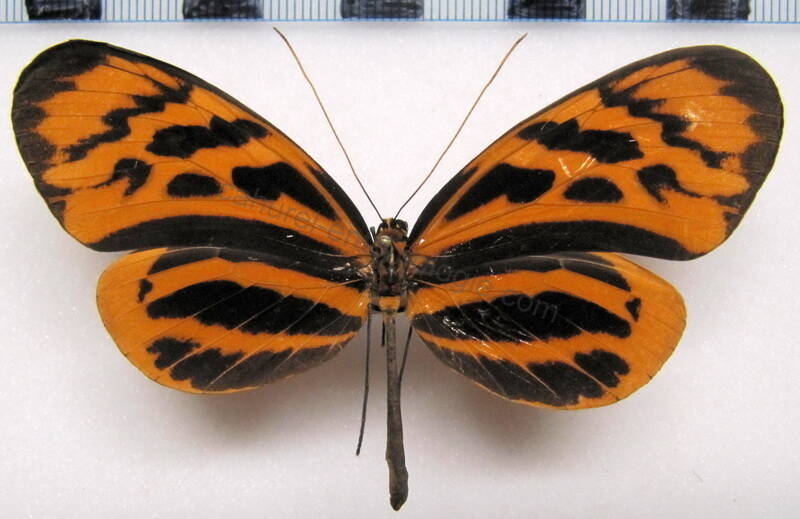 melinaea_marsaeus_phasianas_f01_perou-standard-2tko8o.jpg