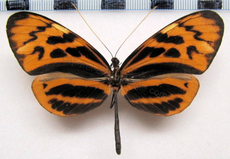 melinaea_marsaeus_phasianas_f02_perou-standard.jpg