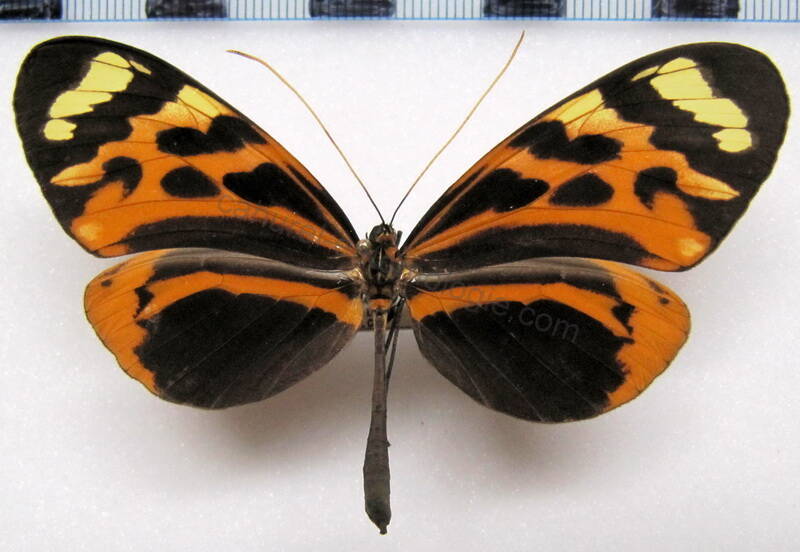 melinaea_marsaeus_rileyi_f01_perou-standard-igvhph.jpg