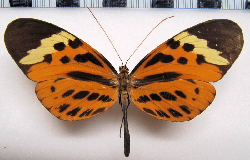 melinaea_menophilus_f_perou-standard.jpg